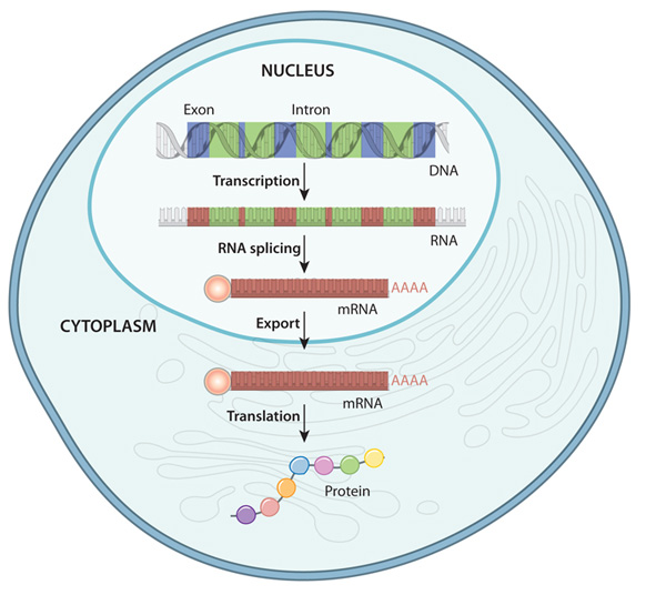 The Gene Expression Process - An overview of the flow of information from DNA to protein in a eukaryote