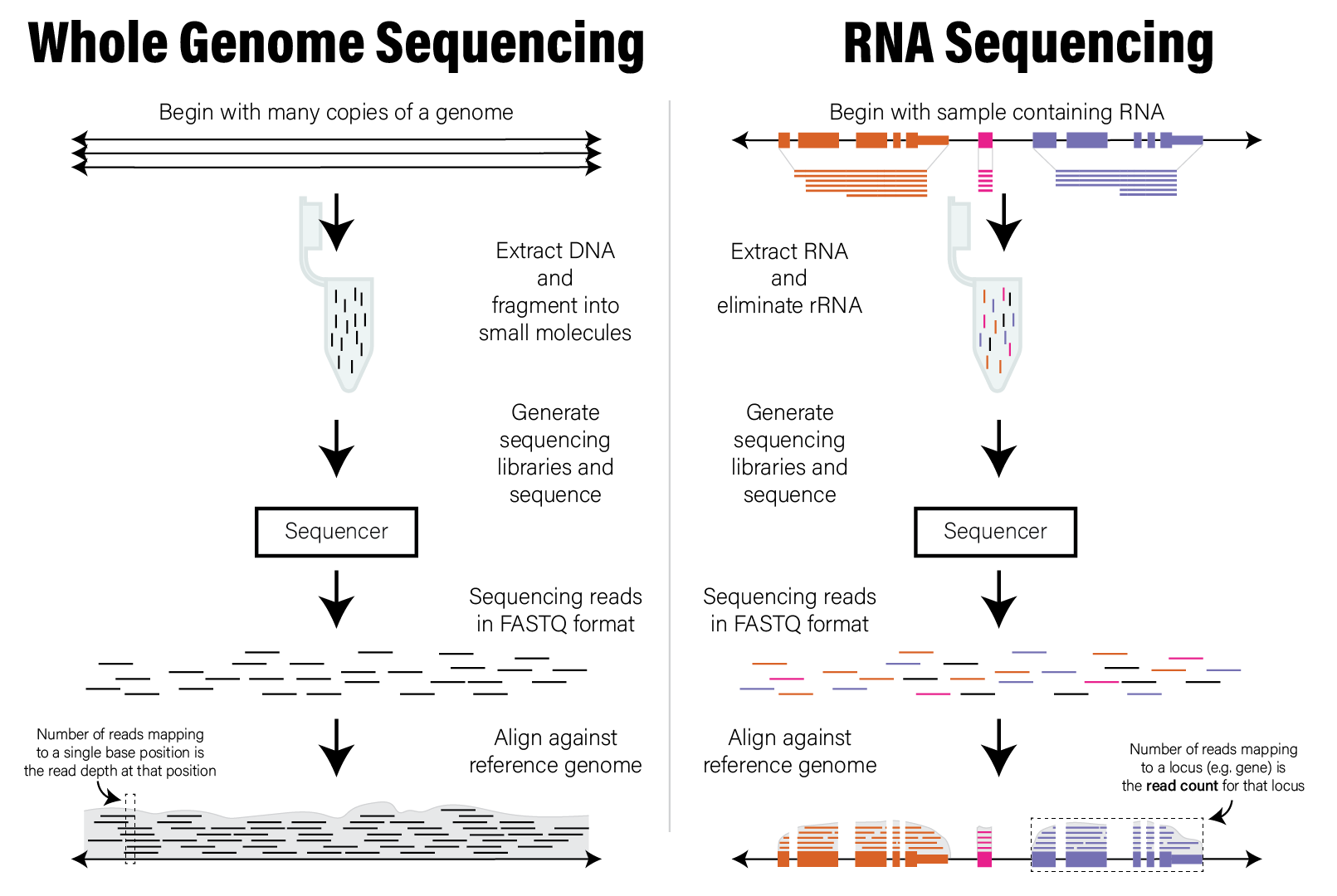 Illustration of WGS and RNASeq read alignment process