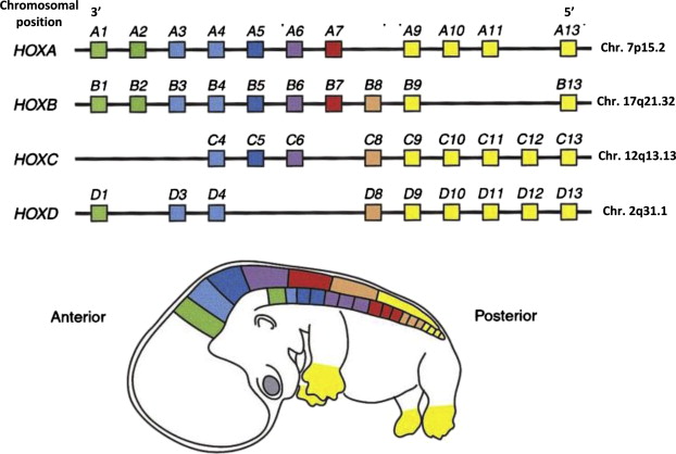 Human HOX gene clusters - Veraksa, A.; Del Campo, M.; McGinnis, W. Developmental Patterning Genes and their Conserved Functions: From Model Organisms to Humans. Mol. Genet. Metab. 2000, 69 (2), 85–100.