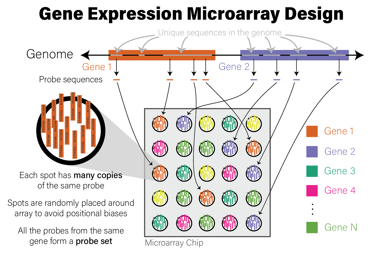 Illustration of Microarray Design