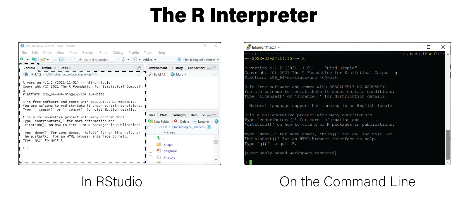 R Interpreter in both RStudio and a linux terminal